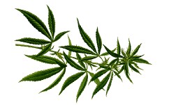 IAES-Cannabis-leaf